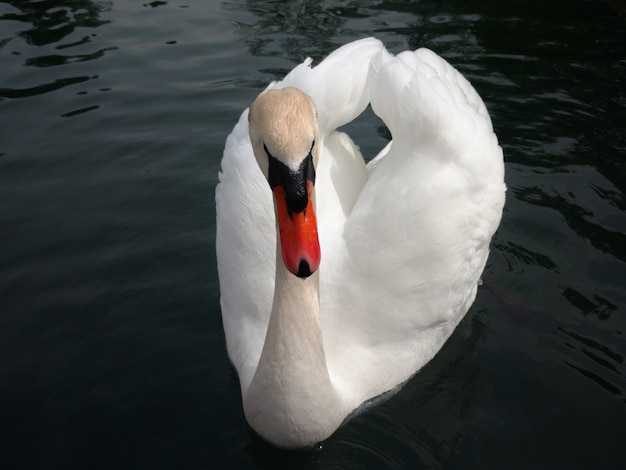 Foto zwaan op het water