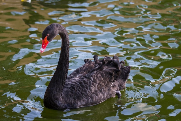 Zwaan op het water