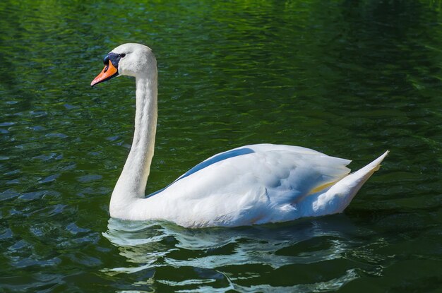 Zwaan op het water