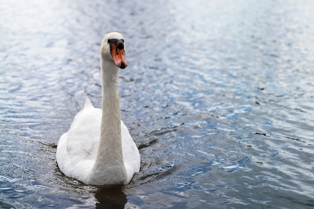 Zwaan op meerwater Witte majestueuze zwaan zwem vooruit in kabbelend water Ruimte kopiëren