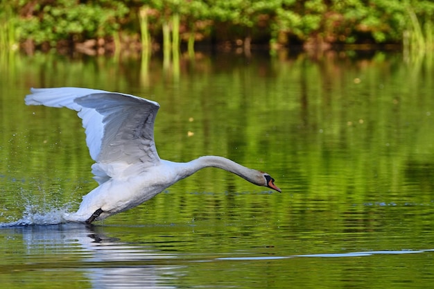 zwaan vliegen op het water