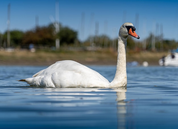 Zwaan zwemmen in een meer