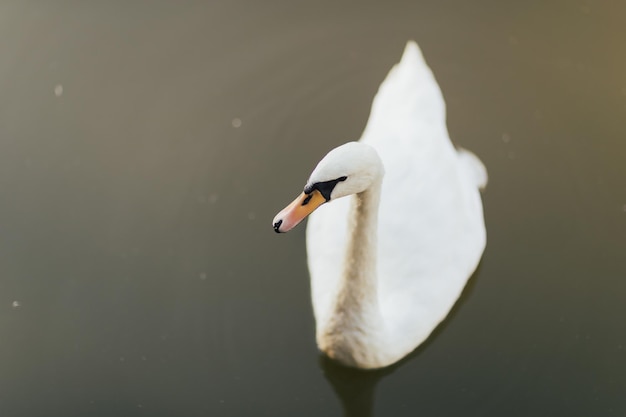 zwaan zwemmen in meer