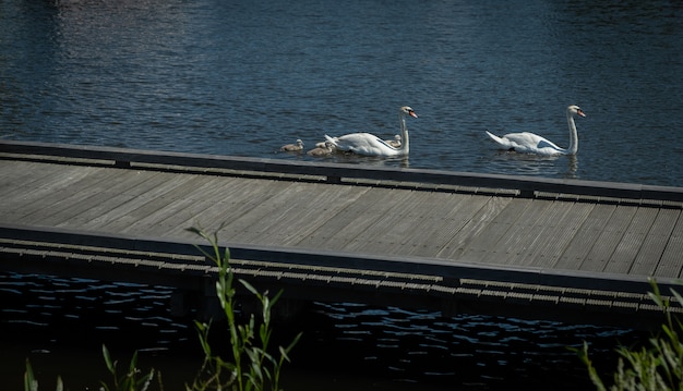 Zwaanfamilie in de vijver