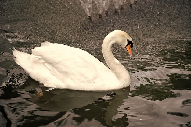 Zwaanvogel met witte veer en snavel zwemmen in meer