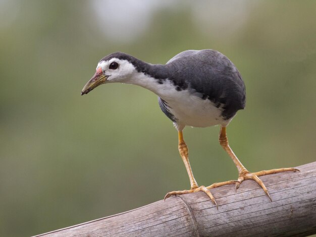 Zwakke focus Witborstige waterhen vogel die op een boomtak staat met een wazige achtergrond