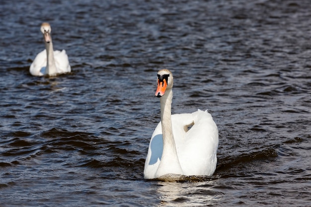 Zwanen die op het meer drijven