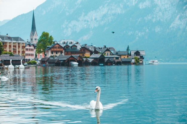 Zwanen in de stad van meerhallstatt op background