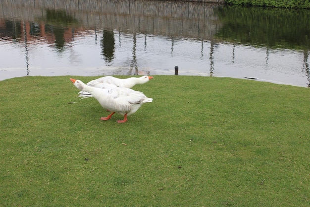 zwanen in het park met gebaren