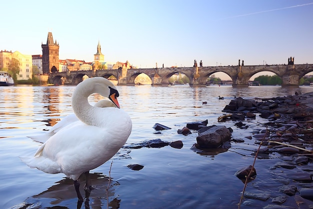 Zwanen in Praag op het rivierlandschap / Tsjechische hoofdstad, witte zwanen op de rivier naast de Karelsbrug, Tsjechië, toerisme