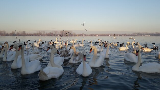 Foto zwanen op de rivier