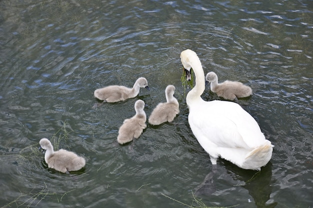 Zwanen op het meer. zwanen met nestvogels. zwaan met kuikens.