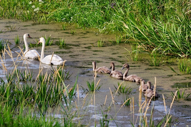 Zwanen op het meer. Zwanen met nestvogels.