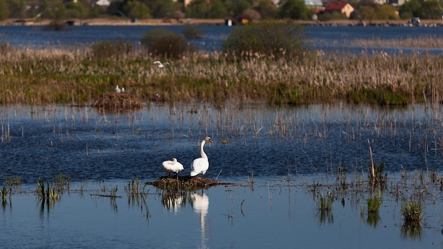 Zwanen op nest Lente achtergrond