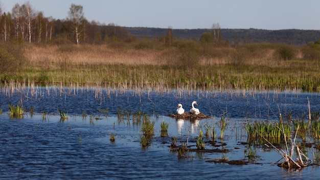 Zwanen op nest Lente achtergrond