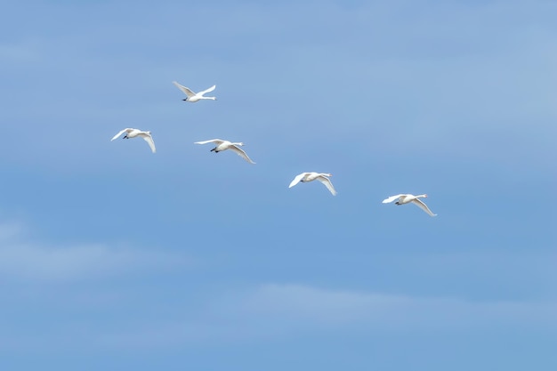 Zwanen tijdens de vlucht blauwe lucht (Cygnus olor)