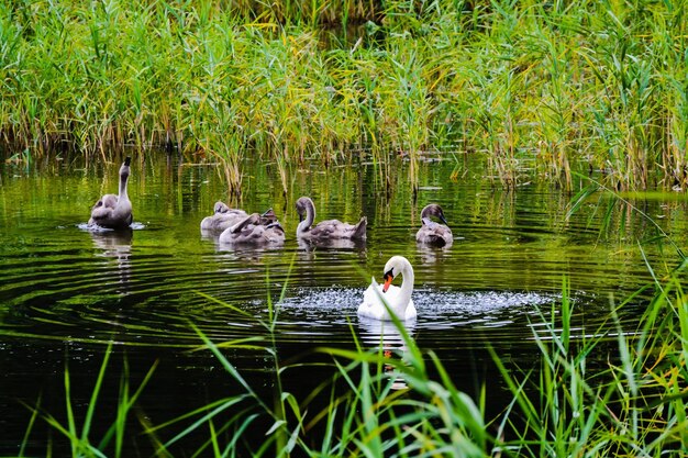 Zwanen zwemmen in het meer tegen het grasveld.