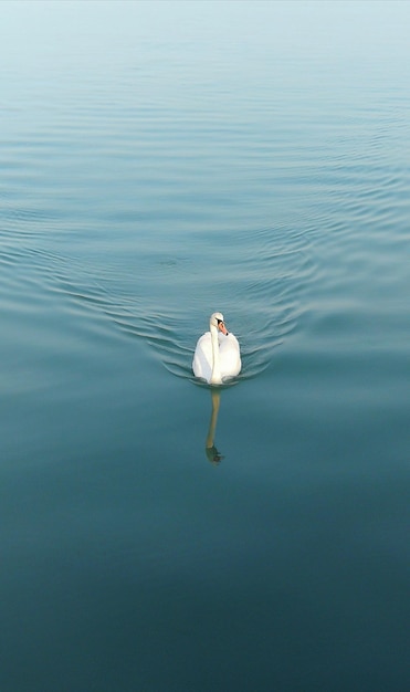 Foto zwanen zwemmen in het meer