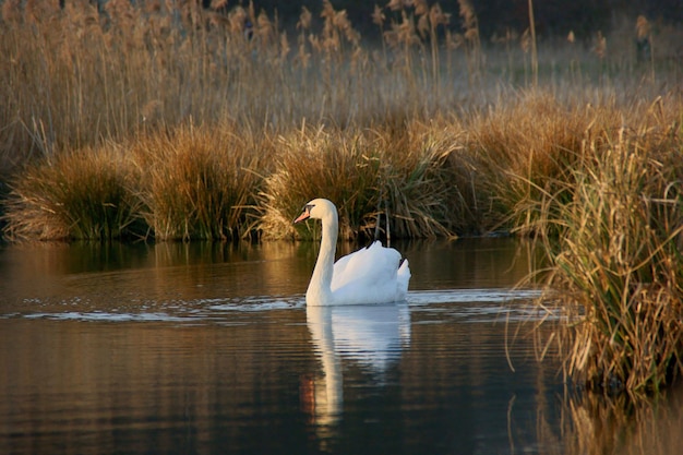 Foto zwanen zwemmen in het meer