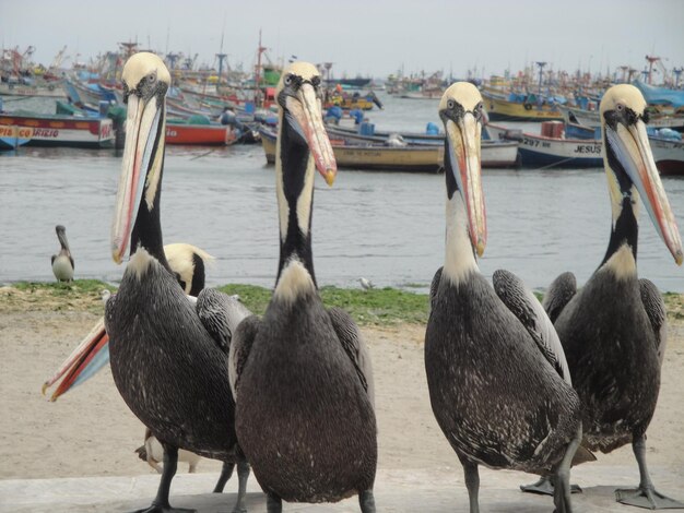 Foto zwanen zwemmen in het meer.