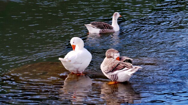 Foto zwanen zwemmen in het meer.