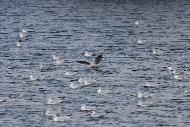 Foto zwanen zwemmen in het meer.