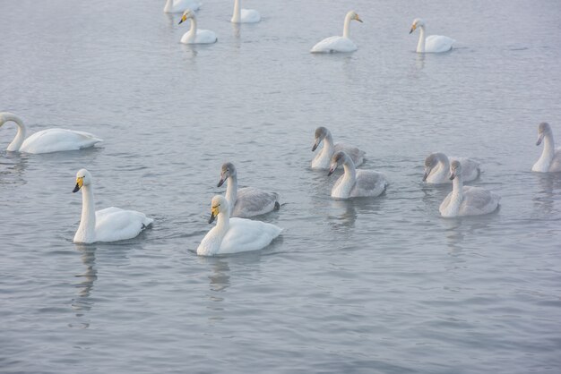 Zwanen zwemmen in het meer