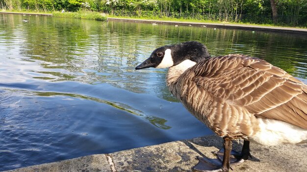 Foto zwanen zwemmen op het meer.