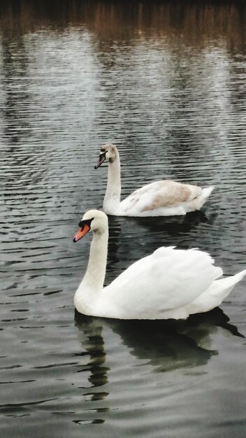 Foto zwanen zwemmen op het meer