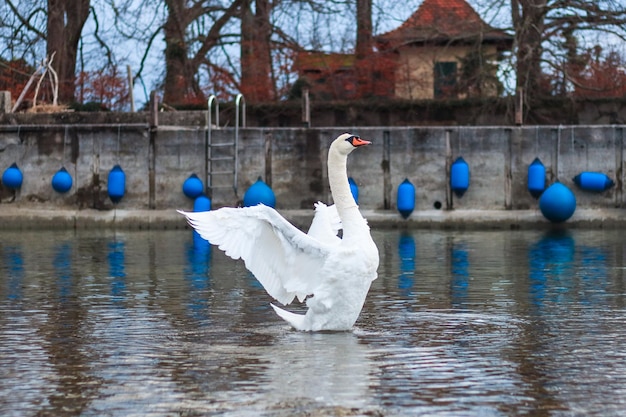 Foto zwanendans