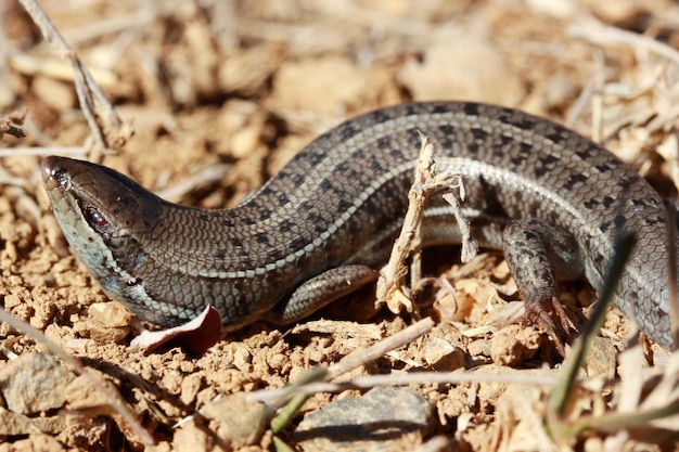 Zwangere muurhagedis in de natuur