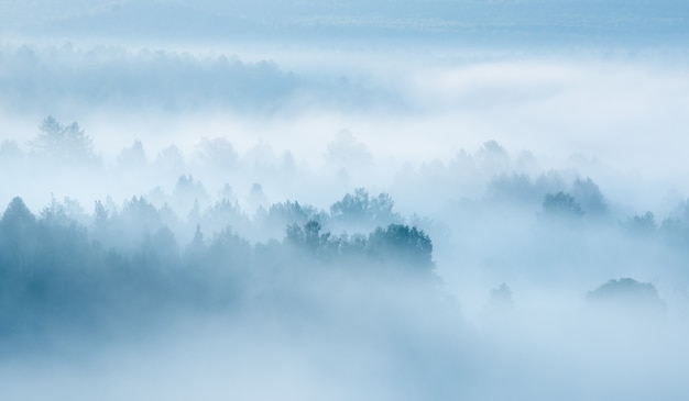 Zware mist in het bos uitzicht van bovenaf