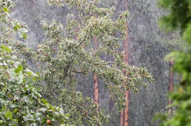 Zware regen in de tuin tegen de achtergrond van een appelboom en een dennenbos in de zomer