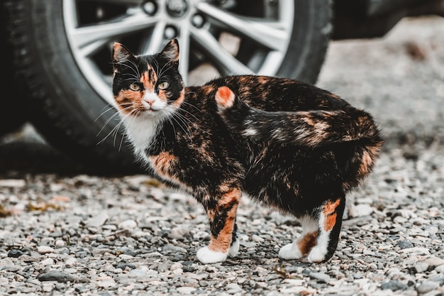 Zwart en bruin kleur kat buiten het huis.