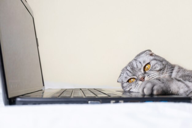 zwart en grijs gestreepte Scottish fold kat met gele ogen kijkt naar een laptop monitor liggend op een bank.