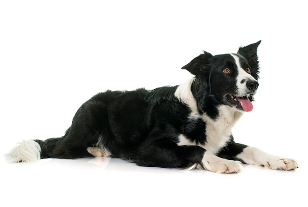 Zwart en wit border collie