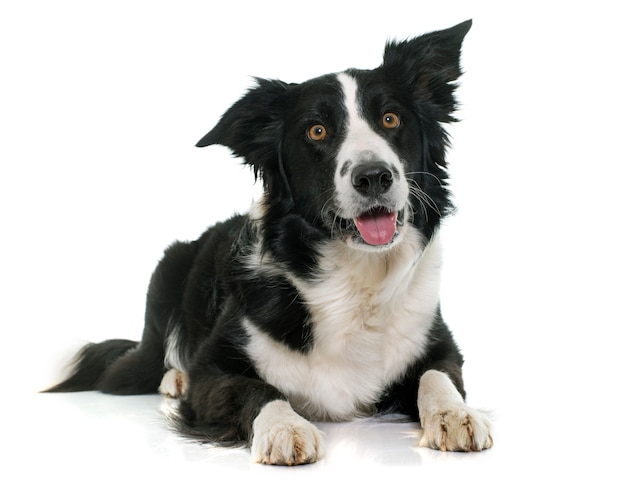 zwart en wit border collie