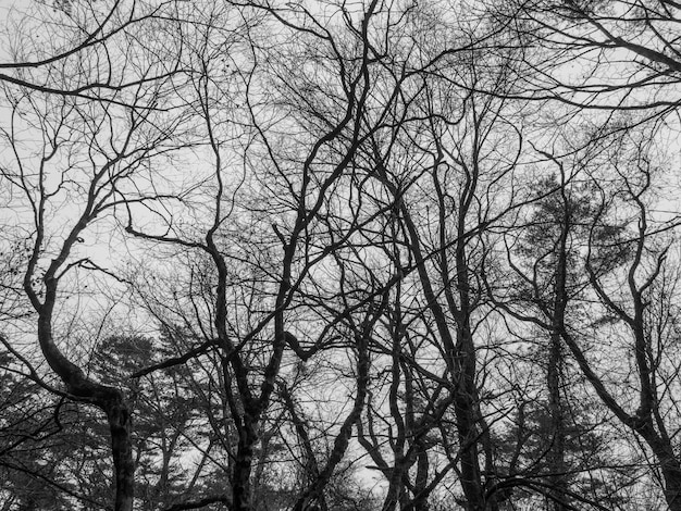 zwart en wittint - bomen in de herfst