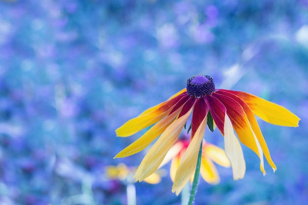 Zwart-eyed Rudbeckia-bloem van Susan op vaag blauw