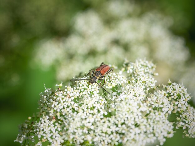 Zwart-gestreepte boktorren op een witte bloem in het wild.