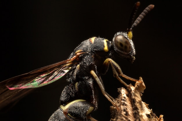 Zwart insect in gele streep met koord