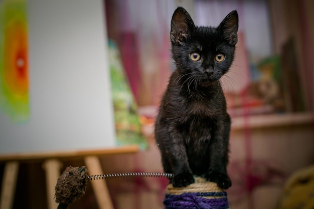 Zwart katje 3 maanden oud zittend op klauwvis Cyperse kat