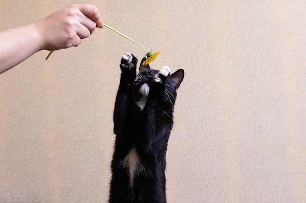 Foto zwart katje met een paardenbloem op het bed