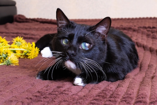 Zwart katje met een pijnlijk oog op het bed