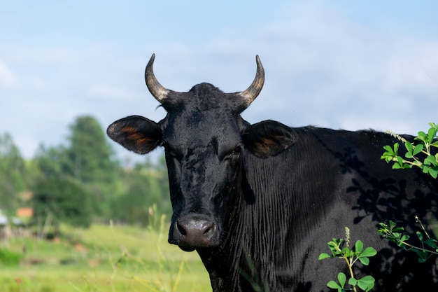 Zwart leervee op weiland