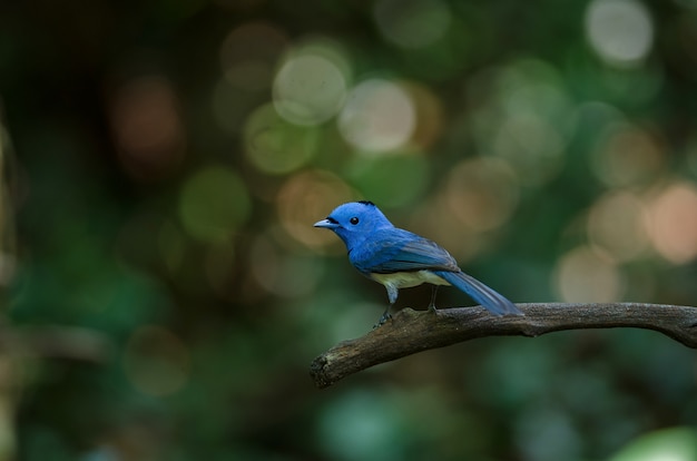 Zwart-naped monarch in aard