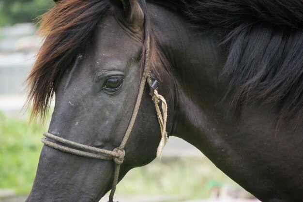 Zwart paard close-up portret