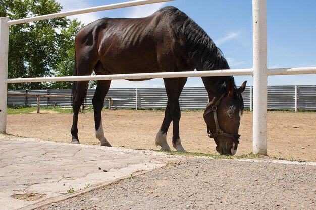 Foto zwart paard dat gras eet in de stal.