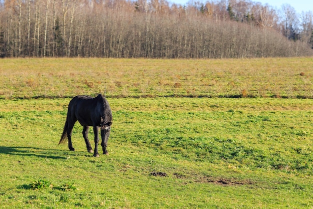 zwart paard in de wei die gras eet