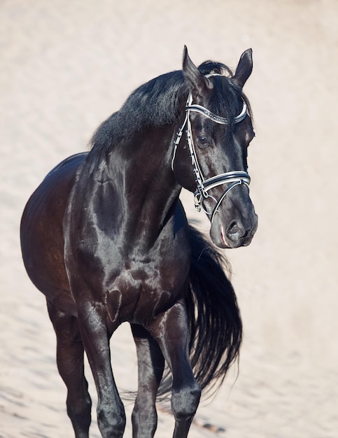Zwart paard loopt op het zand.